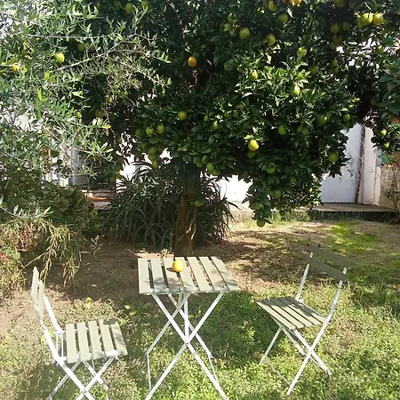 Orange Tree
