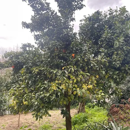 Orange Tree Amarante