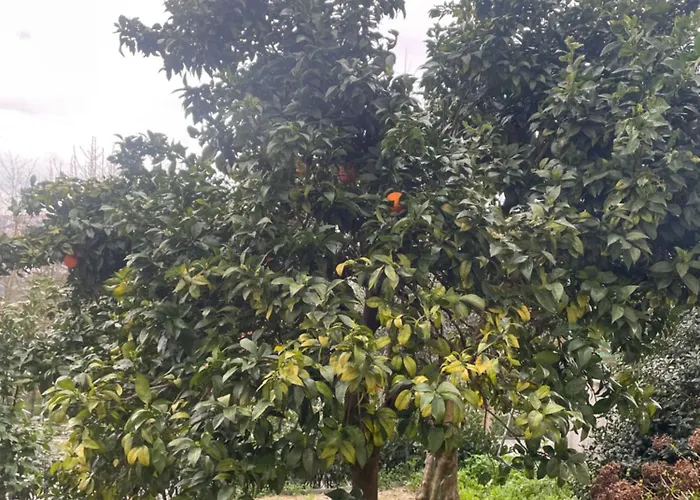 Orange Tree אמרנטה